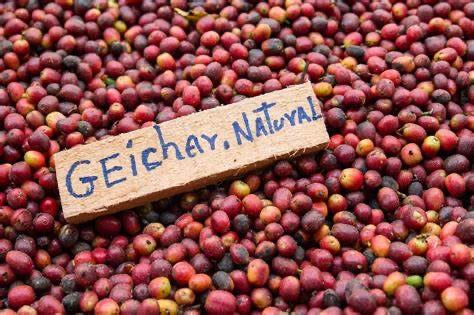 Geisha Coffee, The Holy Grail of Coffee Beans
