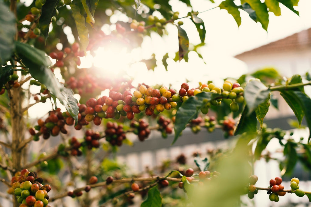 Beautiful coffee plant