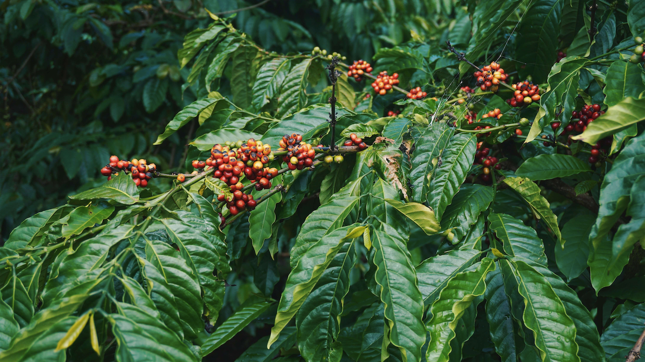 Discover the Essence of Mexico in Every Cup: Unveiling 1936 Instant Coffee - Where Tradition Meets Innovation