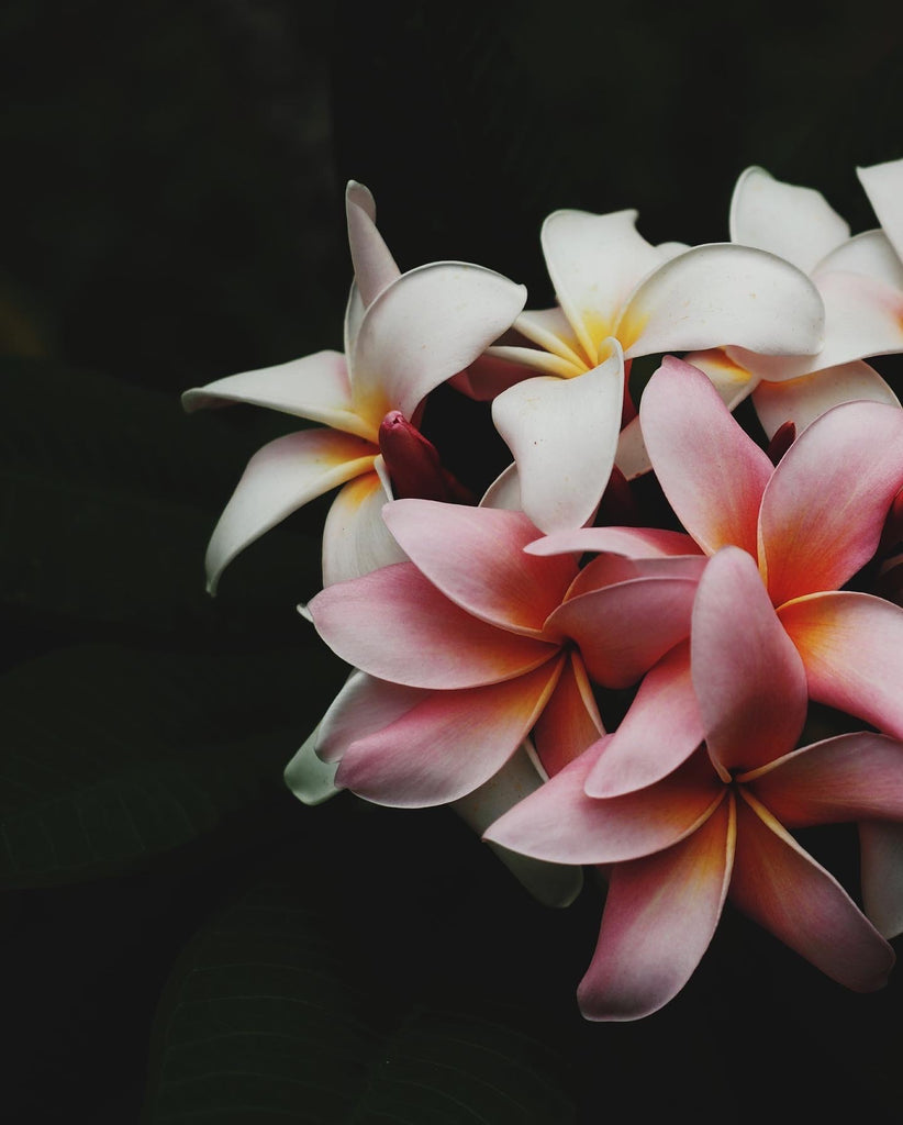 beautiful vanilla flower