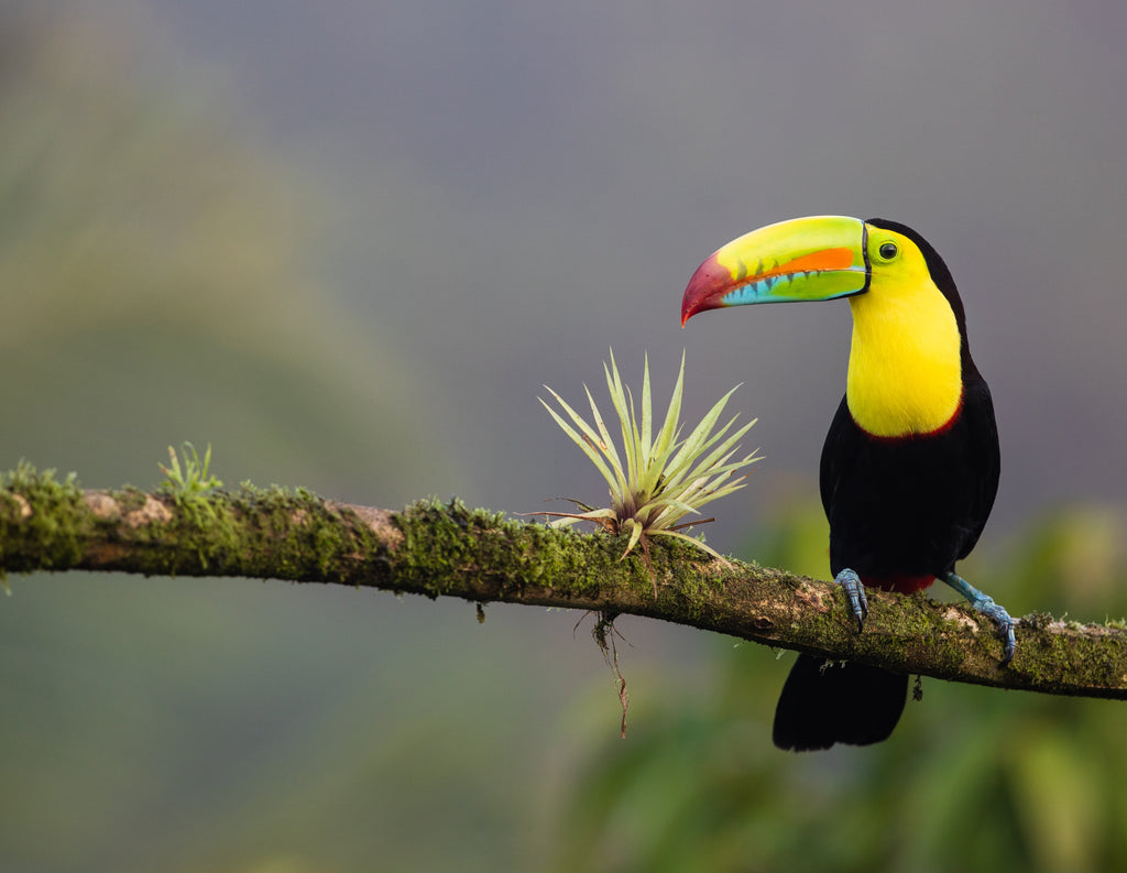 Costa Rica , a colourful journey awaits you