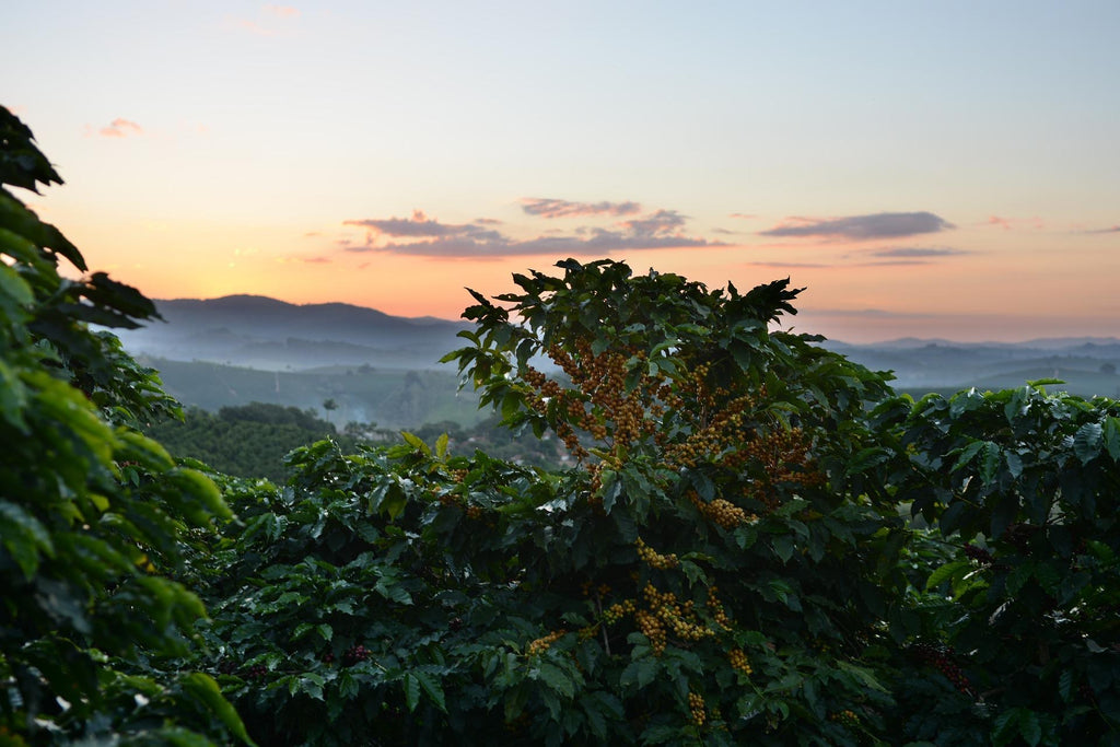 high altitude coffee plantation