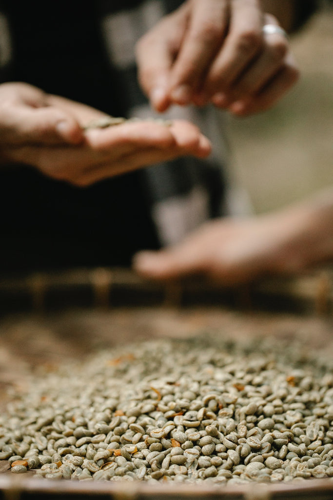 Experts grading coffee beans